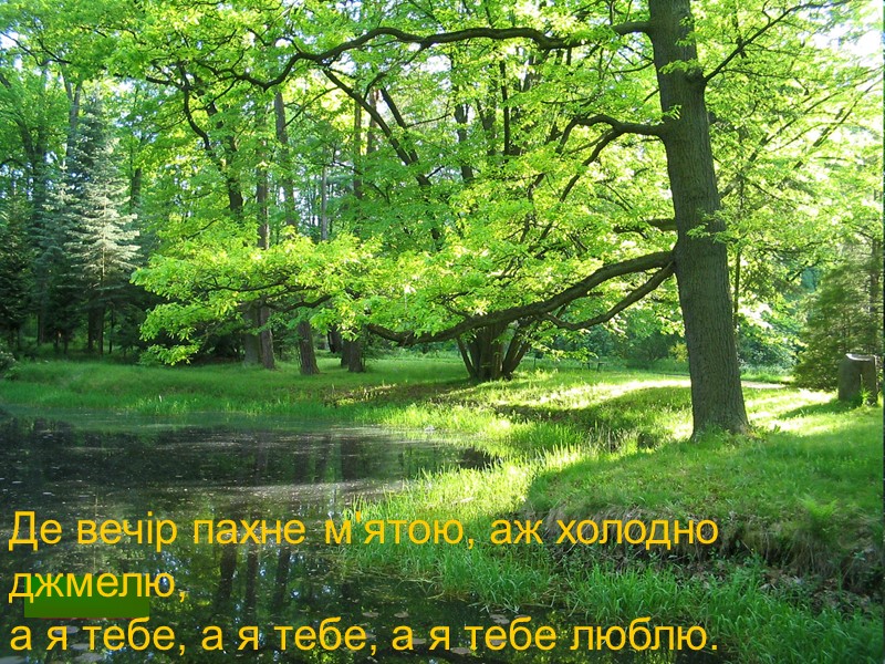 Де вечір пахне м'ятою, аж холодно джмелю,  а я тебе, а я тебе,